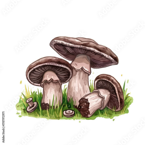 Beautiful Watercolor design, simple flat sliced enoki mushroom paintings isolated on a white background, illustration, AI painting design, vector set, eps format 2d design