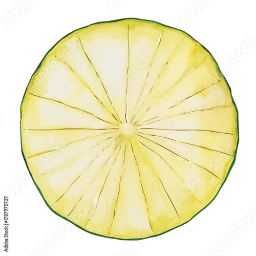 Beautiful Watercolor design, simple flat sliced green squash paintings isolated on a white background, illustration, AI painting design, vector set, eps format 2d design painting