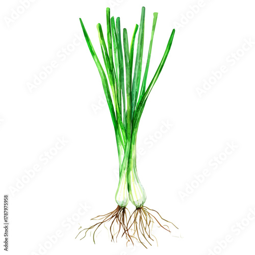 Beautiful Watercolor design, simple flat sliced leek paintings isolated on a white background, illustration, AI painting design, vector set, eps format 2d design painting