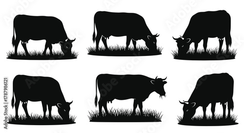 Black silhouettes of grazing cows in a field of grass