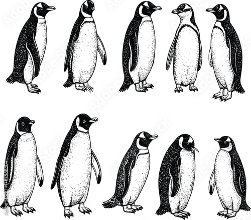 Picture of standing penguins 