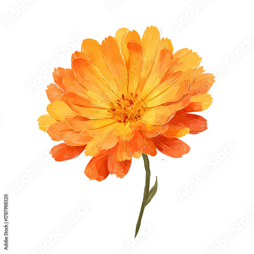An EPS format illustration, vector, simple flat 2D icon, minimalist design, icon set, A Simple 2D vibrant calendula flower illustration illustration illustration isolated on a white background