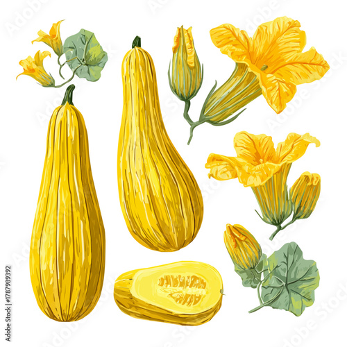 An EPS format illustration, vector, simple flat 2D icon, minimalist design, icon set, A Simple 2D Vibrant Delicata Squash Collection illustration isolated on a white background