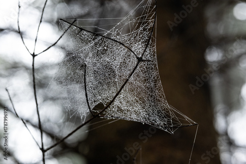 Dew-covered spider web on a pine or spruce tree branch in a forest in Autumn. Close up, looking up shot, shallow depth of field, no people
