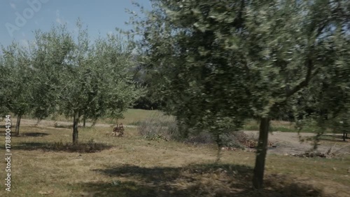 Crop field olive trees gimbal traveling countryside rural nature mountain