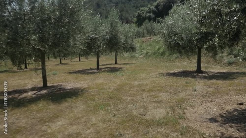 Crop field olive trees gimbal traveling countryside rural nature
