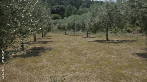 Crop field olive trees gimbal traveling countryside rural nature slalom zigzag