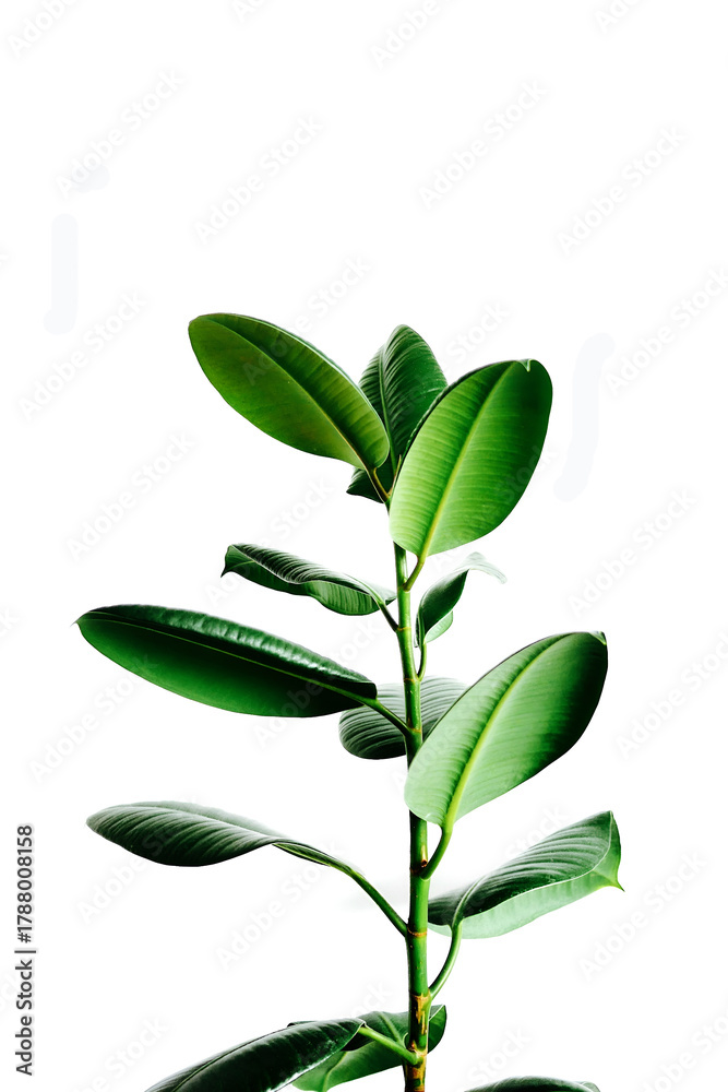 Fototapeta premium rubber plant picture