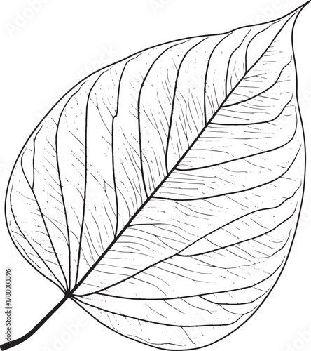A black and white illustration of a single leaf with intricate vein patterns vector illustration