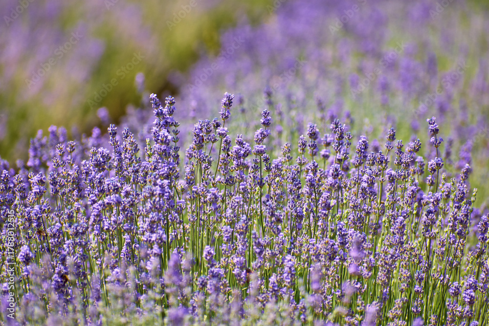 Obraz premium rows of purple lavender flowers blooming in summer