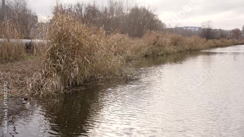 Tall dry reeds growing along a calm lake, reflecting light on a tranquil autumn day under an overcast sky