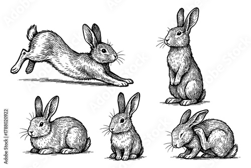Rabbit sketches in detailed vintage engraving style, Transparent Background