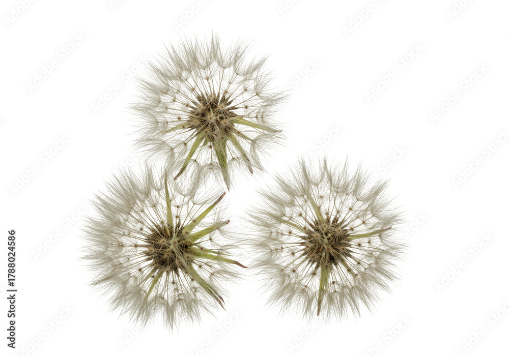 Fototapeta premium Isolated fluffy seed heads of Tragopogon dubius flowers or Western Salsify seedheads