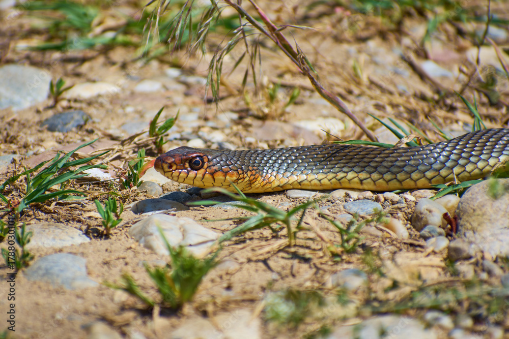 Obraz premium House snake (Natrix natrix) in Romania