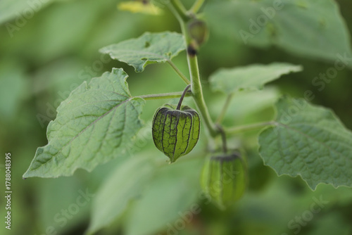 Physalis or ground cherry plant close up (Physalis peruviana)