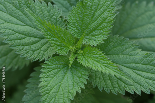 Fresh green leaves of nettle