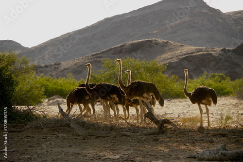 Φωτογραφία ostriches in dry riverbed, very attentive 435