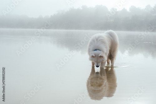 portrait of cute white samoyed dog on the lake