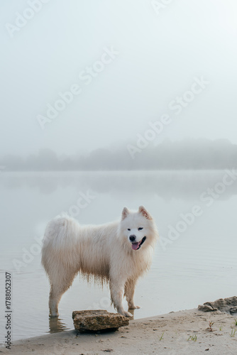 portrait of cute white samoyed dog on the lake
