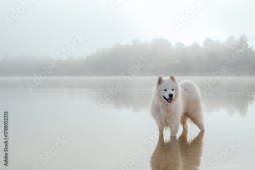 portrait of cute white samoyed dog on the lake