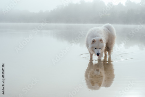 portrait of cute white samoyed dog on the lake