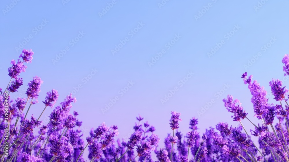 Obraz premium Vibrant Lavender Flowers in Full Bloom Under a Soft Blue Sky Creating an Elegant and Serene Natural Landscape for Relaxation and Calmness