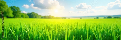 Vibrant green field bathed in bright sunlight on a beautiful summer day Perfect for nature, environmental, or spring themes Ideal for websites, blogs, and presentations , sky, vibrant