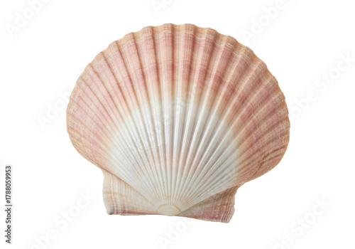 Photography Elegant scallop shell PNG isolated on transparent background, beautiful seashell