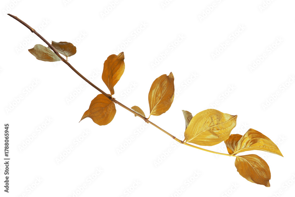 Obraz premium High-quality isolated autumn branch with vibrant yellow, golden and amber leaves on a transparent background