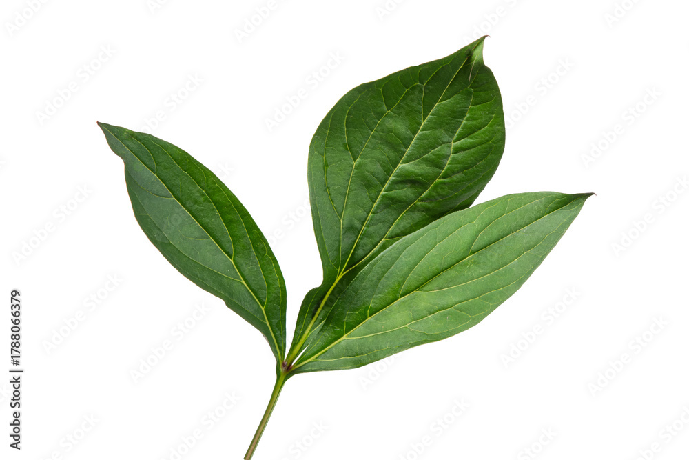 Fototapeta premium High-quality isolated green branch with fresh spring and summer leaves on transparent background