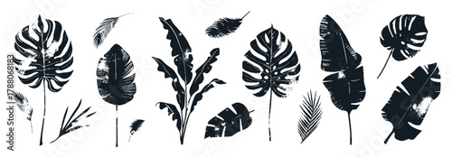 Abstract foliage elements isolated on a white background. Tropical leaves set. Collection of black and white graphic silhouettes. Hand drawn of botanical vectors for decor, website, graphic decorative