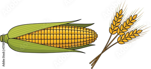 Corn and wheat in a vector style illustration