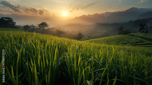 sunrise come behind the cloud over rice field