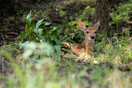 Baby deer in the front yard