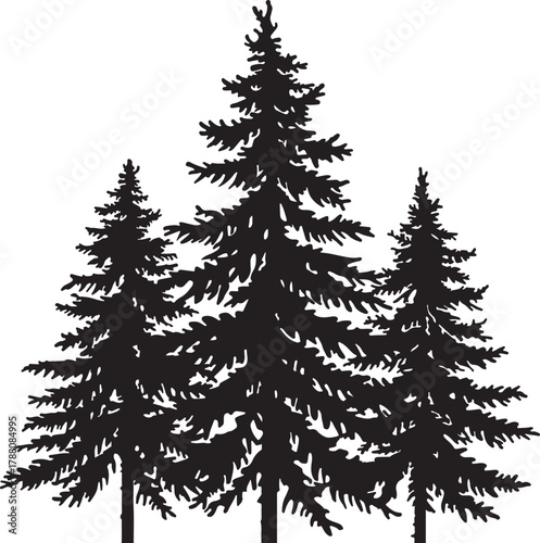 Three Black Silhouette Evergreen Pine Trees with Detailed Foliage on White Background Keywords: trees, pine, evergreen, coniferous, silhouette, black, white, background, nature, forest, foliage