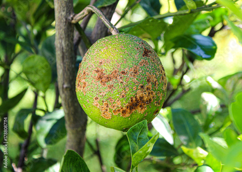 Fruit