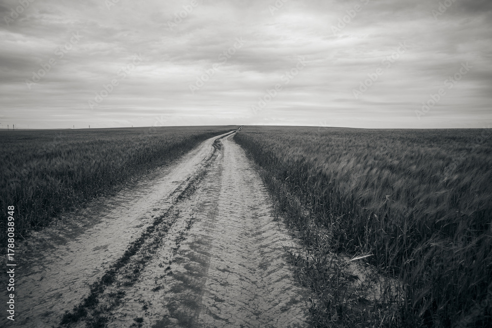 Fototapeta premium landscape with green autumn wheat field in spring sunlight on the field