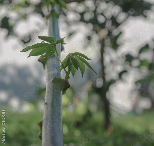 green leaves of a tree