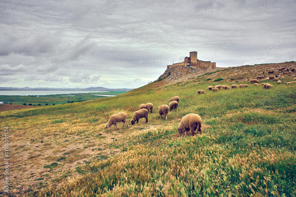 Obraz premium sheep grazing in the spring on the hills of Dobrogea