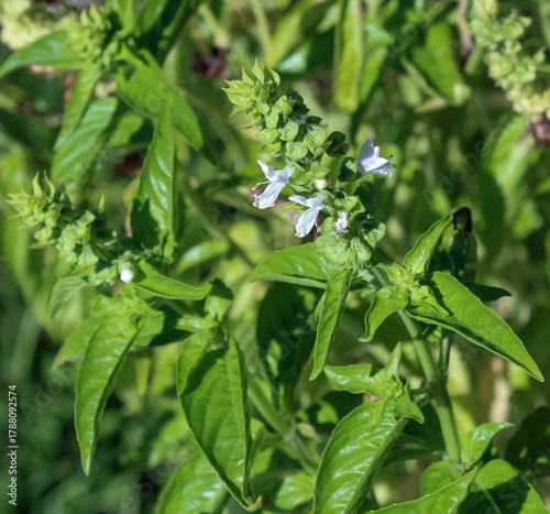 White Flowers