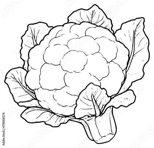 Vector illustration of cauliflower with leaves
