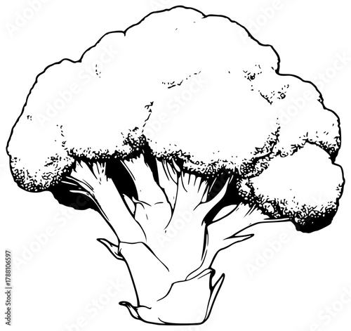 Linear vector broccoli with large florets