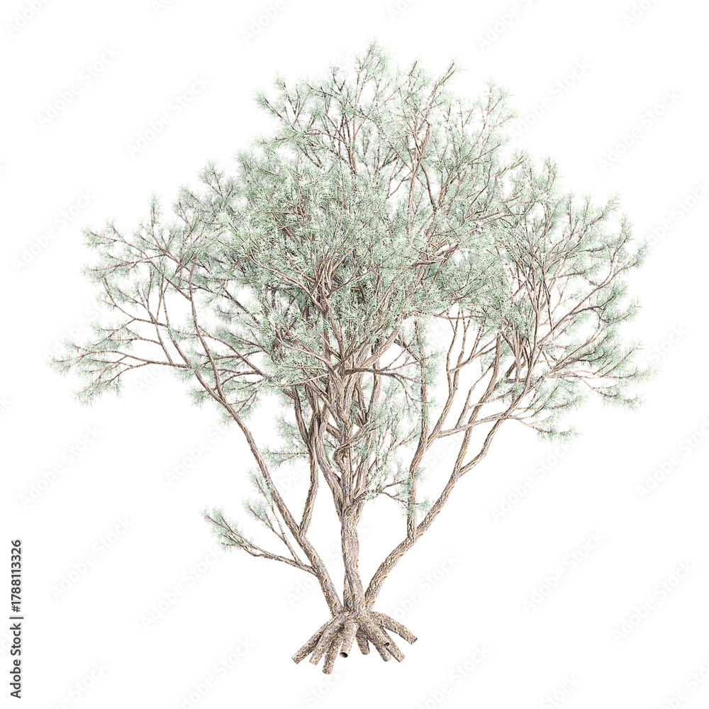 Obraz premium Isolated Psorothamnus-spinosus plant on transparent canvas