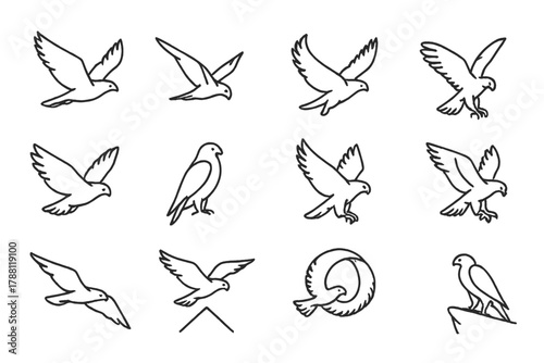 Falcon Flight Line Icons. Line style icons of falcon flight: soaring bird, stoop dive, wings spread, hovering pose; tail spread,