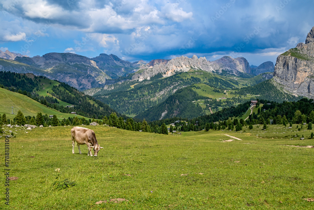 Naklejka premium Italian cow standing on a green alpine meadow with the Dolomites mountains in the background.