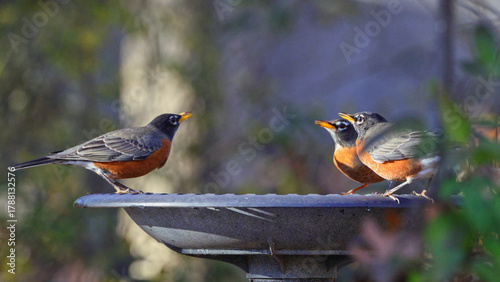 Group of American robins gathered at birdbath. 