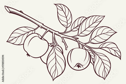Clean line apple branch with leaves — soft organic contour, botanical minimal vector