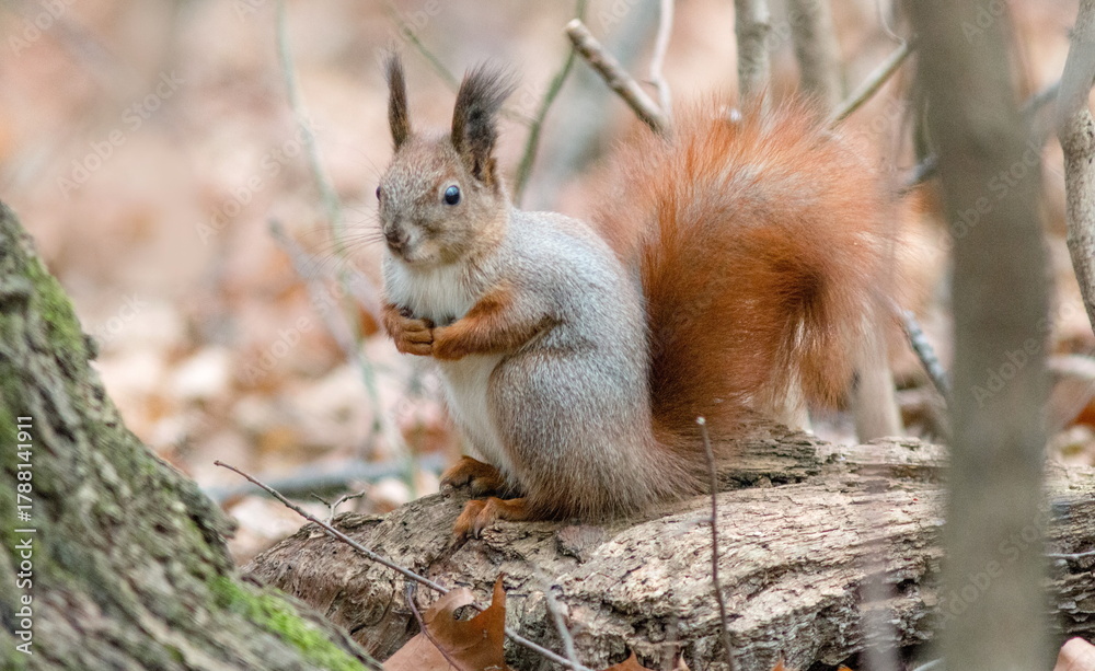 Fototapeta premium squirrel eating nut