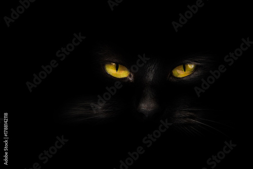 portrait  black cat on a black background