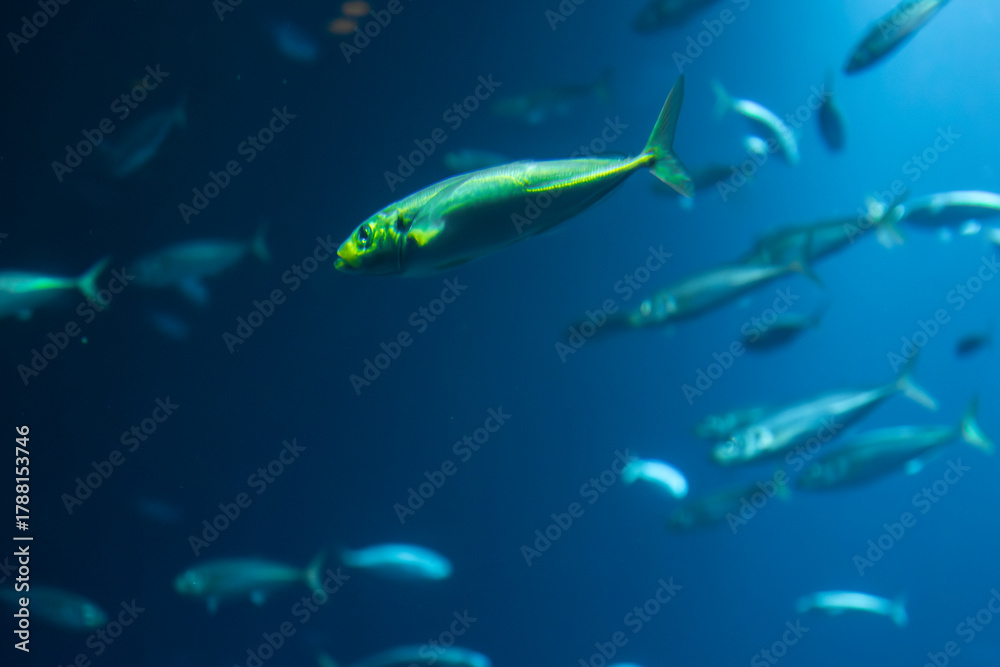 Fototapeta premium Sea fish in blue light. Underwater harmony.